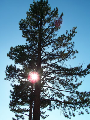 Tree and Sun as One